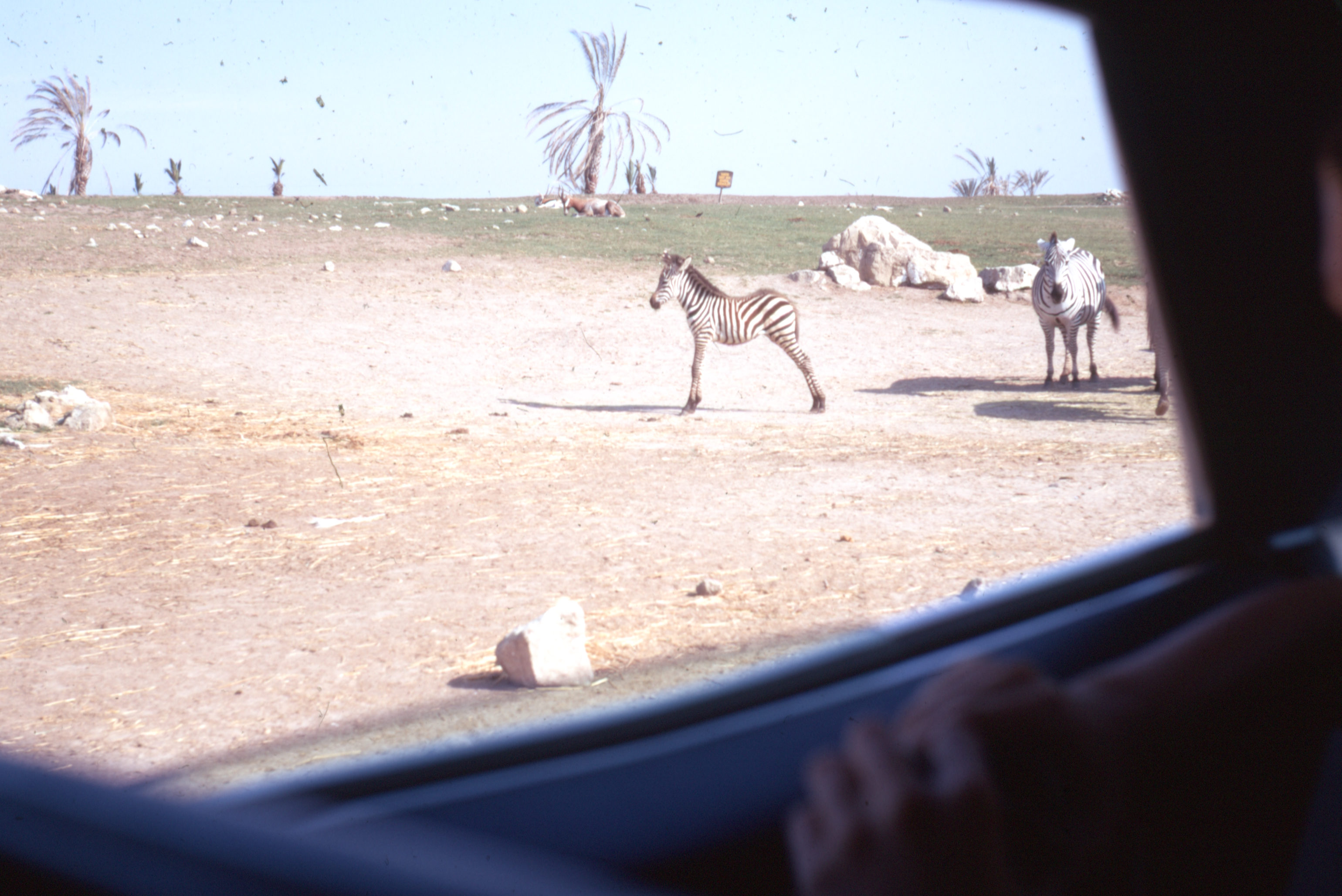 AZ%20Wild%20Animal%20Park%20Aug%201971%20006