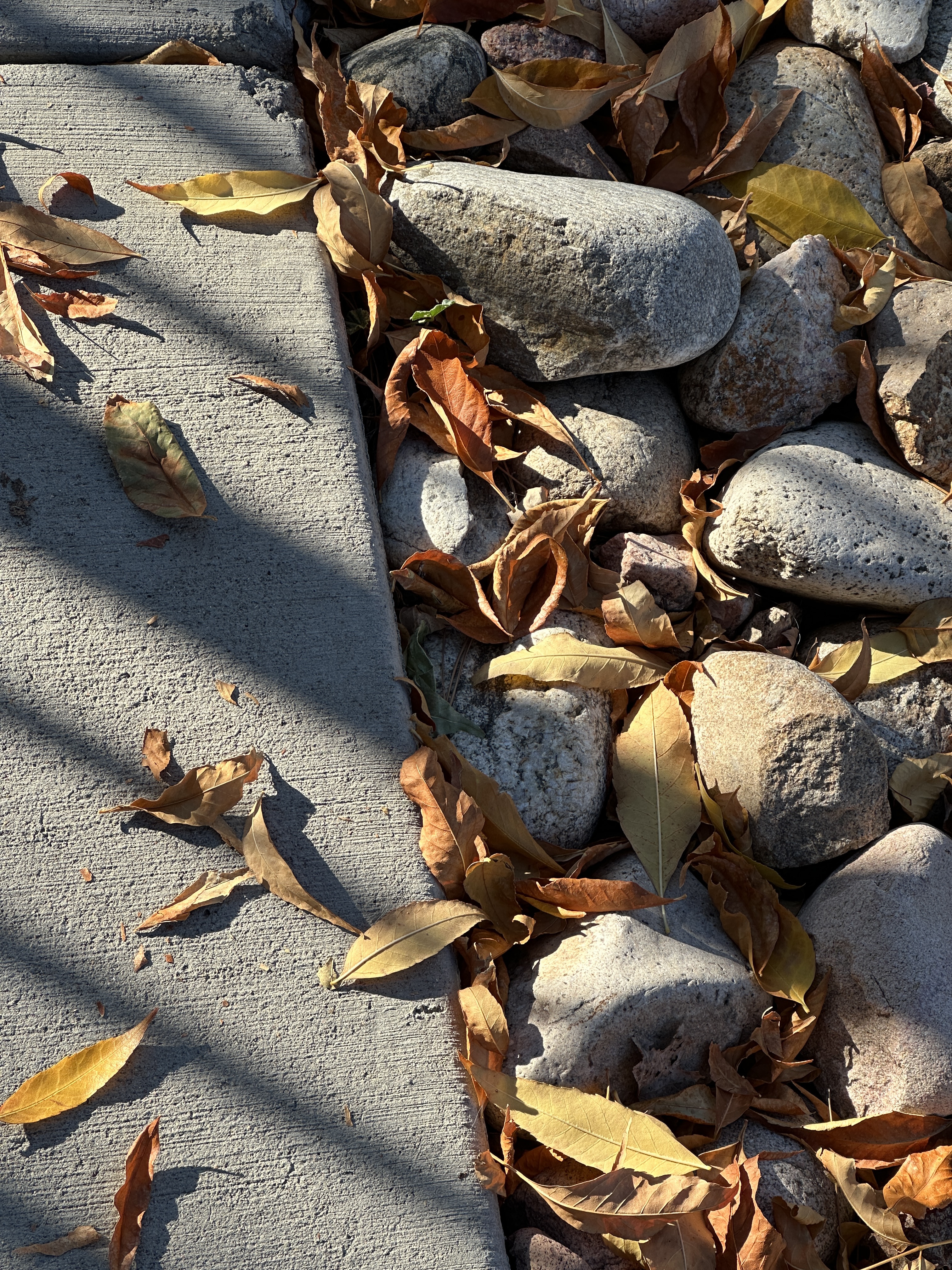 placeholder image-sq